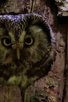 Owls: Masters of the Night