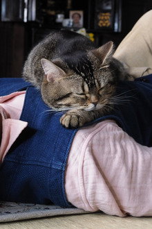 ねことじいちゃん