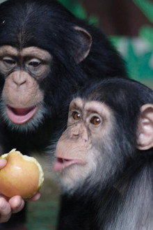 Human Ape