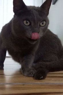 Gatos e Câmeras
