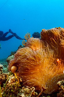 Great Barrier Reef: The Next Generation