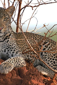 Surviving the Serengeti