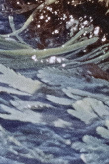 Waves