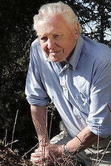 Attenborough and the Empire of the Ants