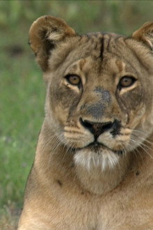 The Real Lion Queen