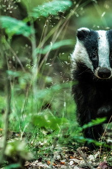 Badgers: Their Secret World