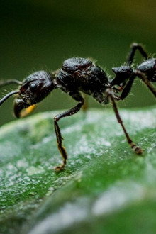 Fabulous Insects - Ants