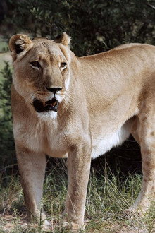 Botswana, Leben mit Löwen