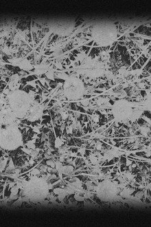 In Bloom | A Ghost Story