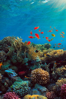 Can We Save the Reef?