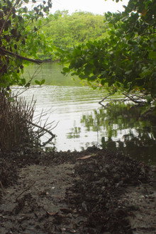 Akiechi Weimei, Mágico Manglar
