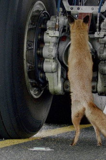 Les animaux de l’aéroport