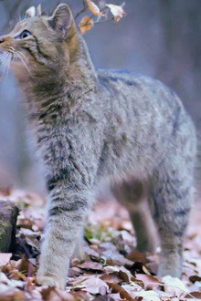 Wilde Wälder
