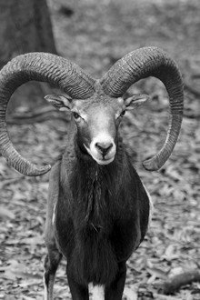 Crónica de una muerte animal