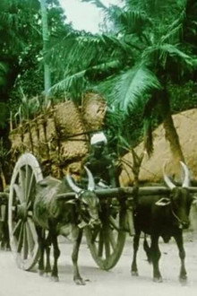 Villenour (French India: Territory of Pondicherry)