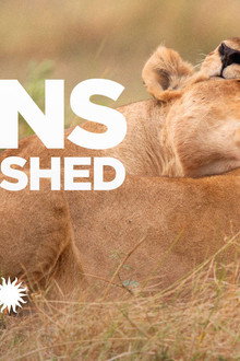 Lions Unleashed