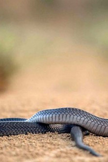 One Million Snake Bites