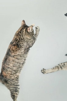 CatVideoFest 2026
