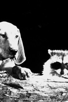 The Hound That Thought He Was a Raccoon