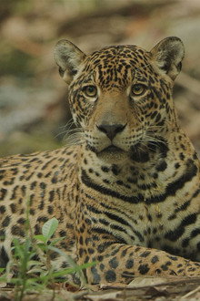 Sur la piste du jaguar au Guyana