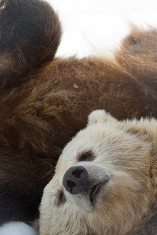 Winter of the Bear