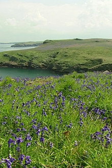 The Rabbits of Skomer