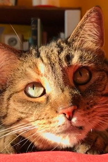 Quarantine Cat Film Festival