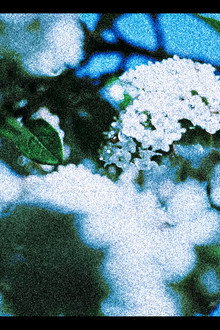 Flores (III)