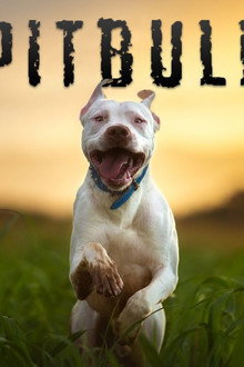 Pitbull