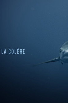 Les Requins de la Colère