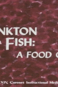 Plankton to Fish: A Food Cycle