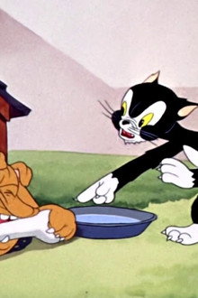 The Cat's Tale