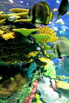 Beautiful Coral Reef Fish