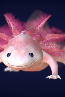 Axolotl, la salamandre miraculeuse
