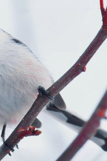 Japan's Wild Side