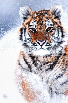 Russia's Wild Tiger