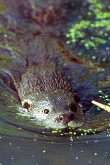 The Otter's Trail
