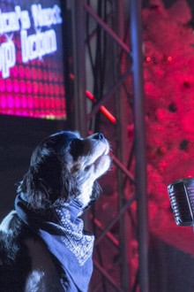 Pop Star Puppy