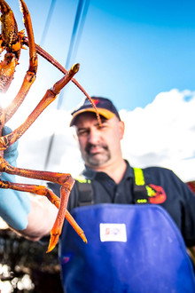 Aussie Lobster Men