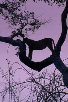 Predator's Playground