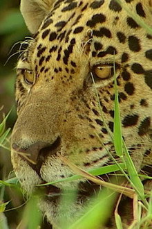 Conflits dans la Nature – Conflits dans la Jungle