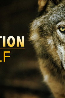 BBC Earth - Expedition Wolf