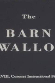 The Barn Swallow