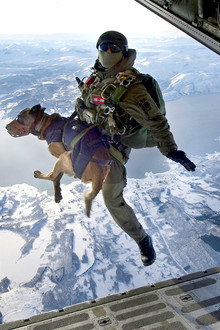 SEAL Dog