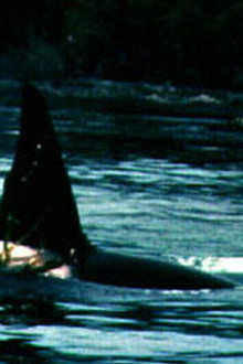 Island of Whales