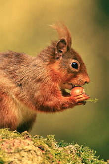 Cumbrian Red: Saving Our Red Squirrels