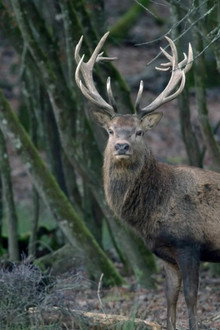 Sa majesté le cerf
