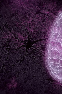Your Brain