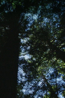 Burned: Are Trees the New Coal?