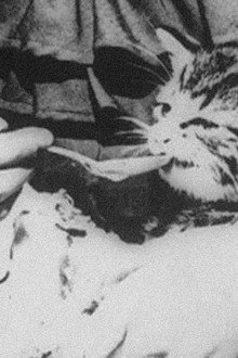 The Sick Kitten